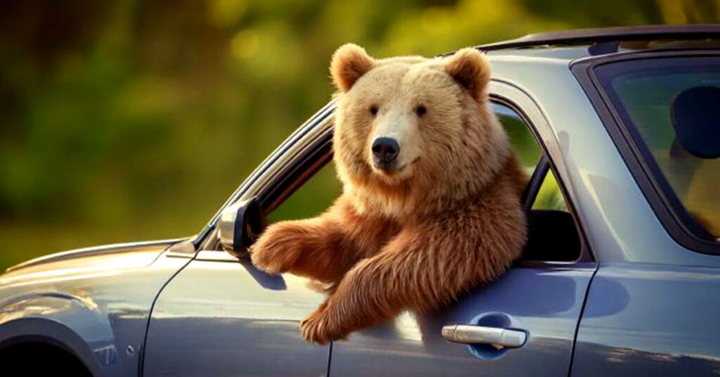 Bear in a företagsbil eller privat bil