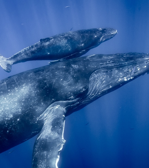 Whale Eazyprojects tidsregistreringssystem